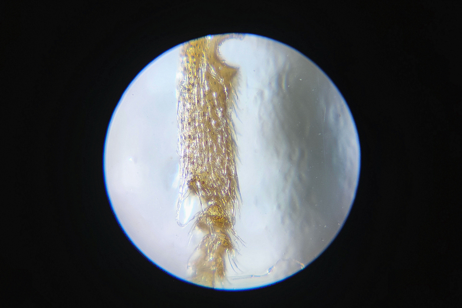 星特朗显微镜型号,星特朗便携式显微镜