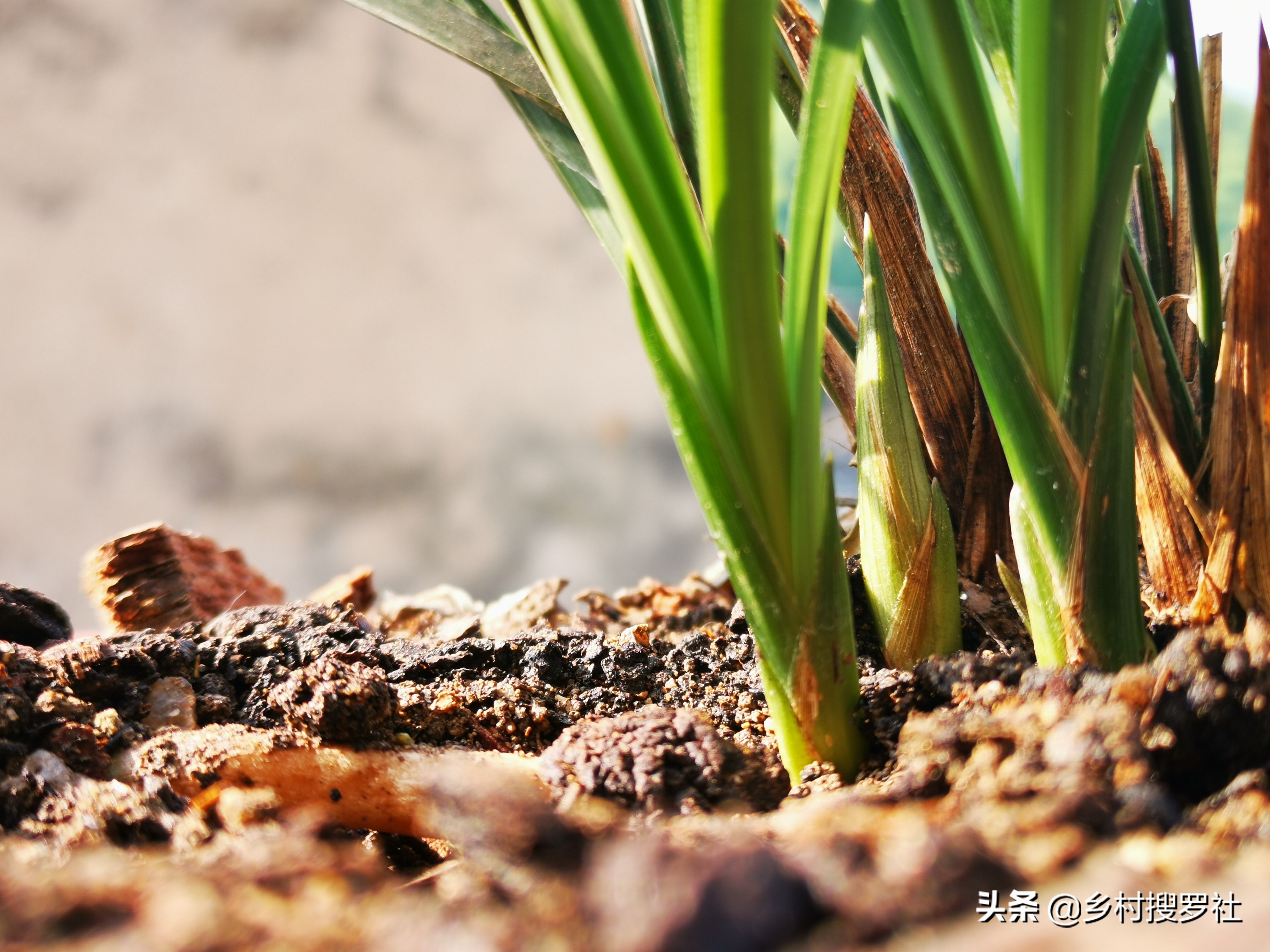 兰花出花苞冬季怎么管理和养护,兰花有花苞后如何养护和管理