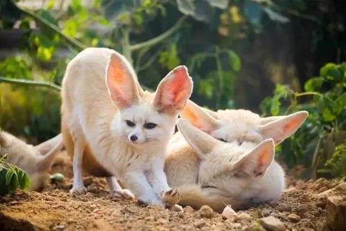 哪个动物园可以和动物亲密接触,野生动物园近距离接触动物感触