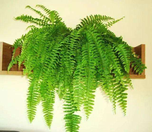 小盆植物中最会吸甲醛的是哪种,吸甲醛最好的植物哪种排名第一