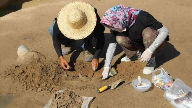 金丝楠木古墓发掘完整视频,古墓出土的金丝楠木