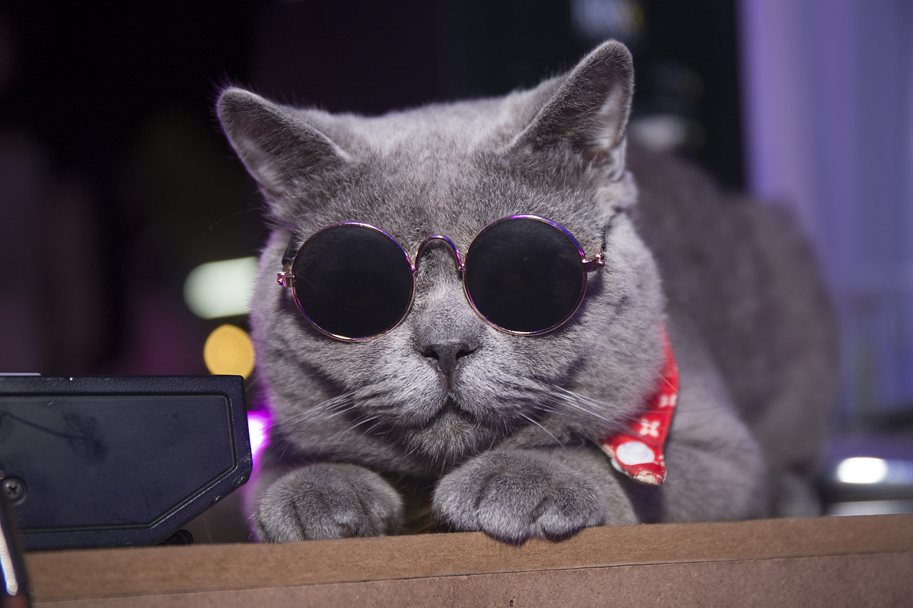 养猫划算还是撸猫划算,到底是养猫容易还是养女朋友容易