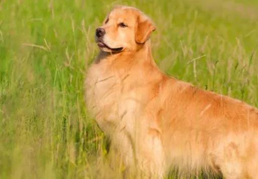 狗狗这些行为出现得越频繁越爱你,狗狗有这5种现象它是在跟你道别