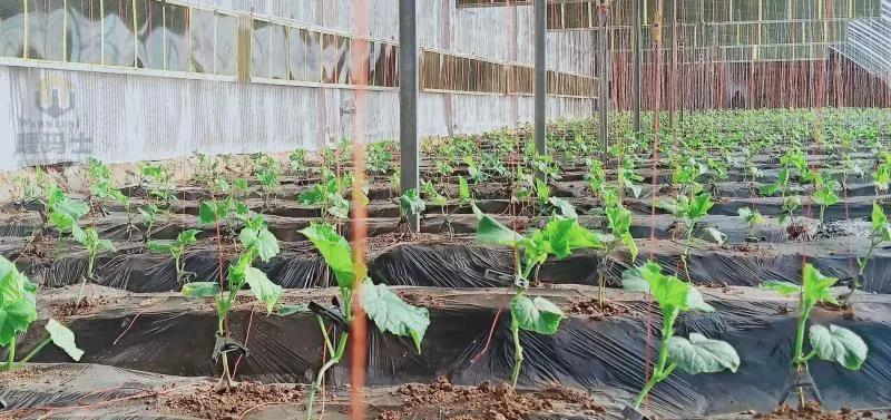 暖玛士石墨烯健康养生地暖,石墨烯大棚采暖技术介绍