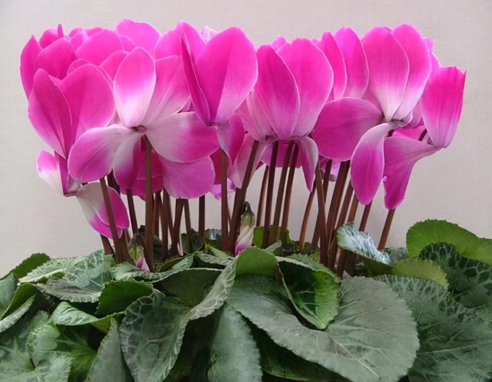 常见花卉养殖总汇,各种花卉植物养殖方法??