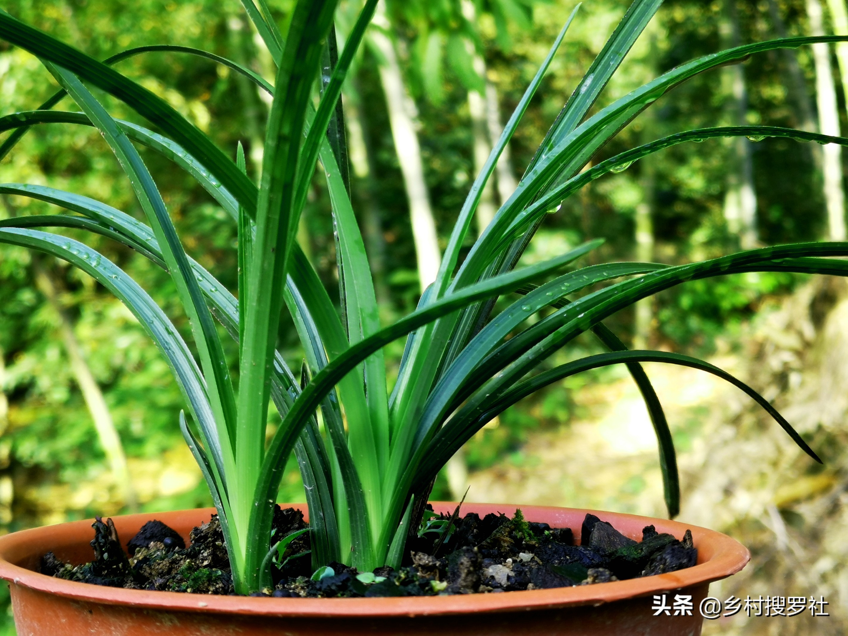 疫情期间怎样防花,买兰花如何防止被骗呢