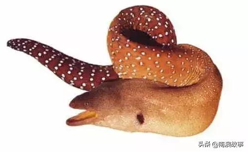 潮汕海鲜大全带图片,十大最好海鲜鱼