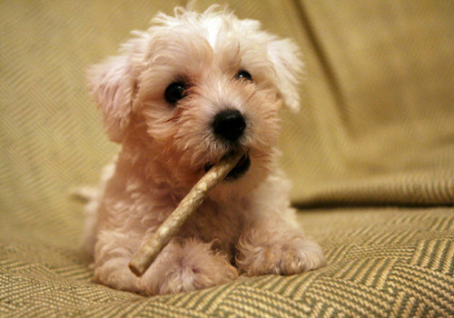 狗狗撒尿带血怎么治,养狗后尿血怎么回事男士