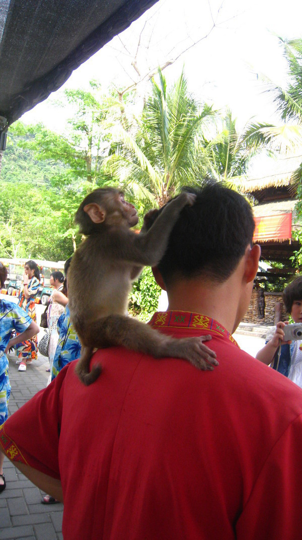 三亚自由行6天最佳攻略,三亚自由行海边游玩攻略