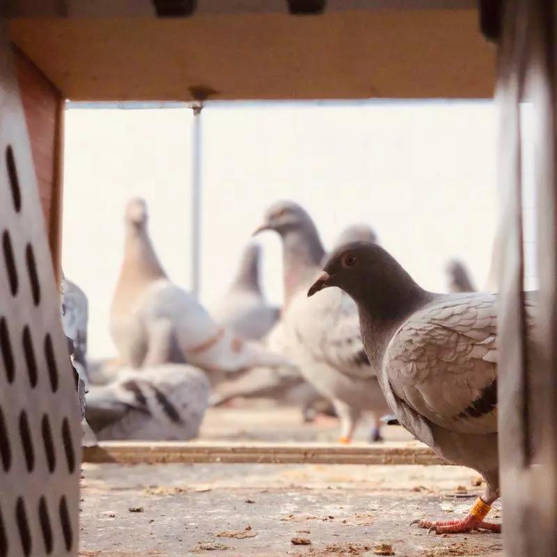一万一只赛鸽值不值,花一万买的鸽子