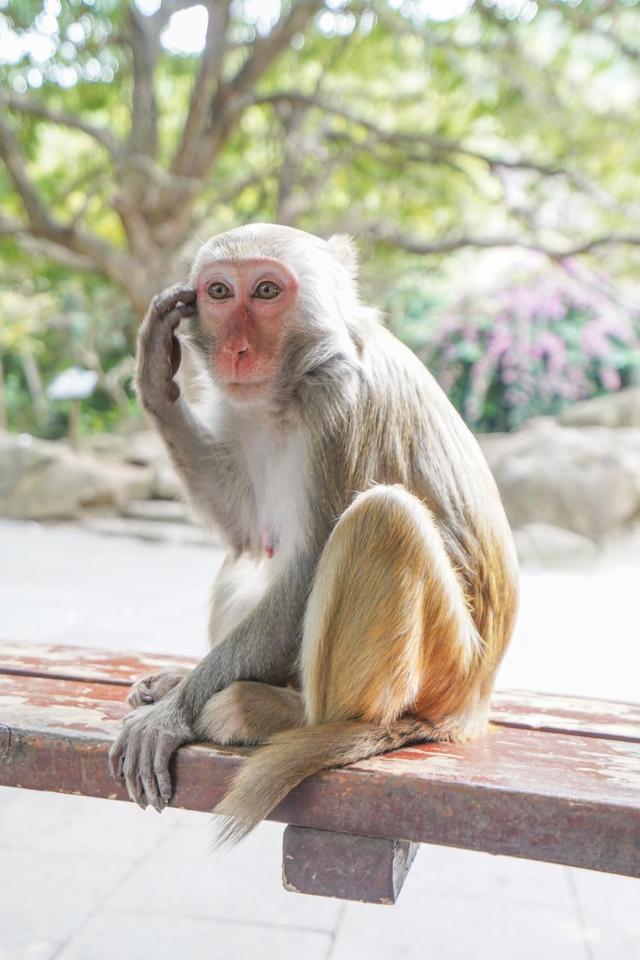 海南陵水猴岛有猴子吗,现在陵水猴岛猴子多不多