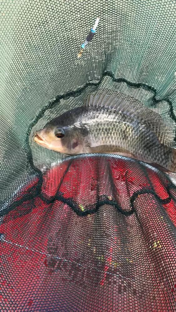 友人相约-本汀七迦爽爆竿