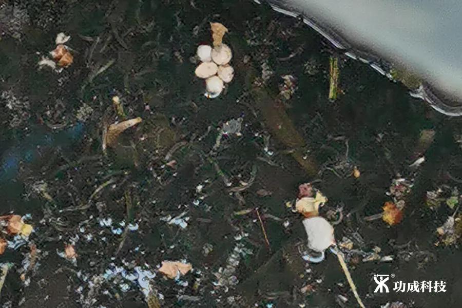 卫生间有小虫蛾蚋怎么治,卫生间出现蛾蚋怎么处理