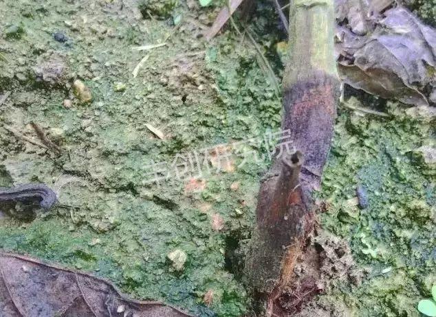 百香果苗黄化枯萎的原因,百香果苗为什么前段干枯