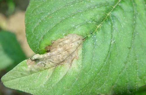 青苋菜病害全部图谱,苋菜常见病害图片大全