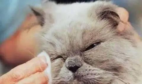 喵星人眼睛肿了,猫咪怎么得眼疾