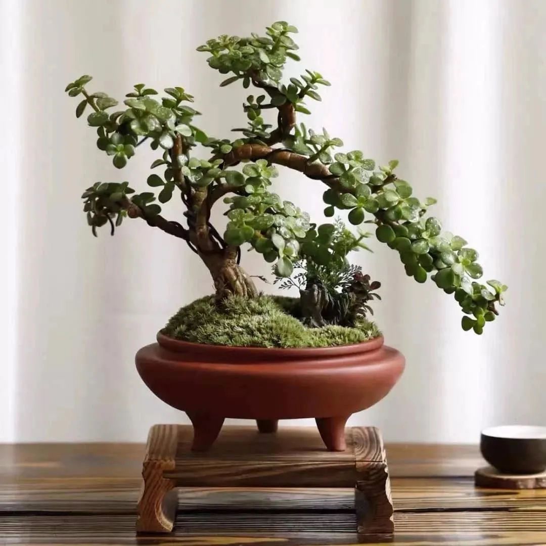 家里一定要养一盆金枝玉叶,大盆养金枝玉叶