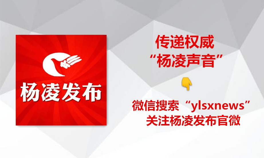 全国门球赛在我市举行,老年门球赛事报道