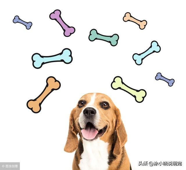 狗狗犬瘟发作的四个阶段,拉布拉多犬瘟热有什么症状