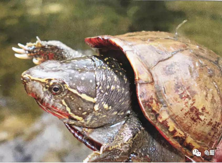 新蛋龟,蛋龟之王蛋龟