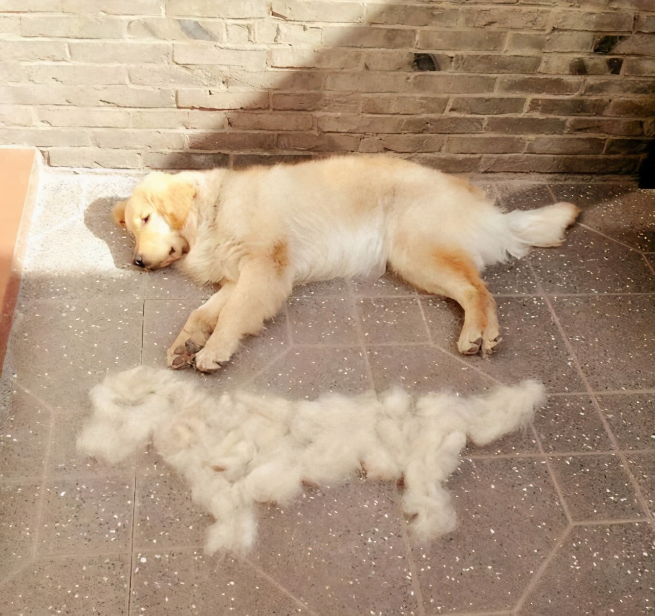 狗狗大面积掉毛怎么回事,狗狗全身掉皮屑怎么办