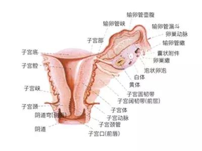 有哪些妇科病会影响宝宝,有妇科炎症会影响宝宝发育吗