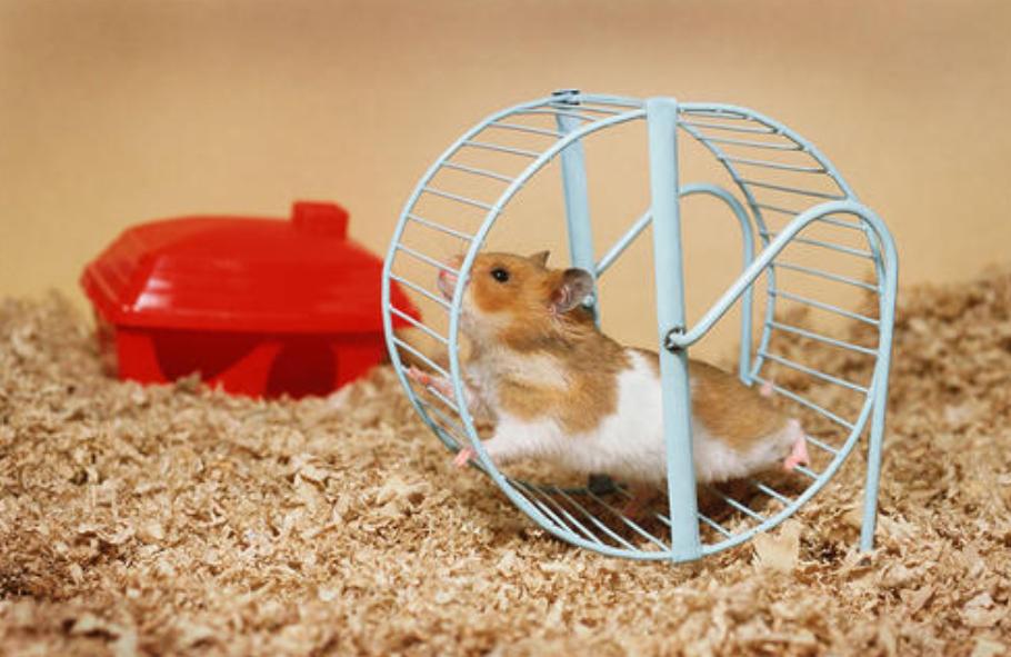 养仓鼠需要注意的几件事,养仓鼠新手要注意哪些事项