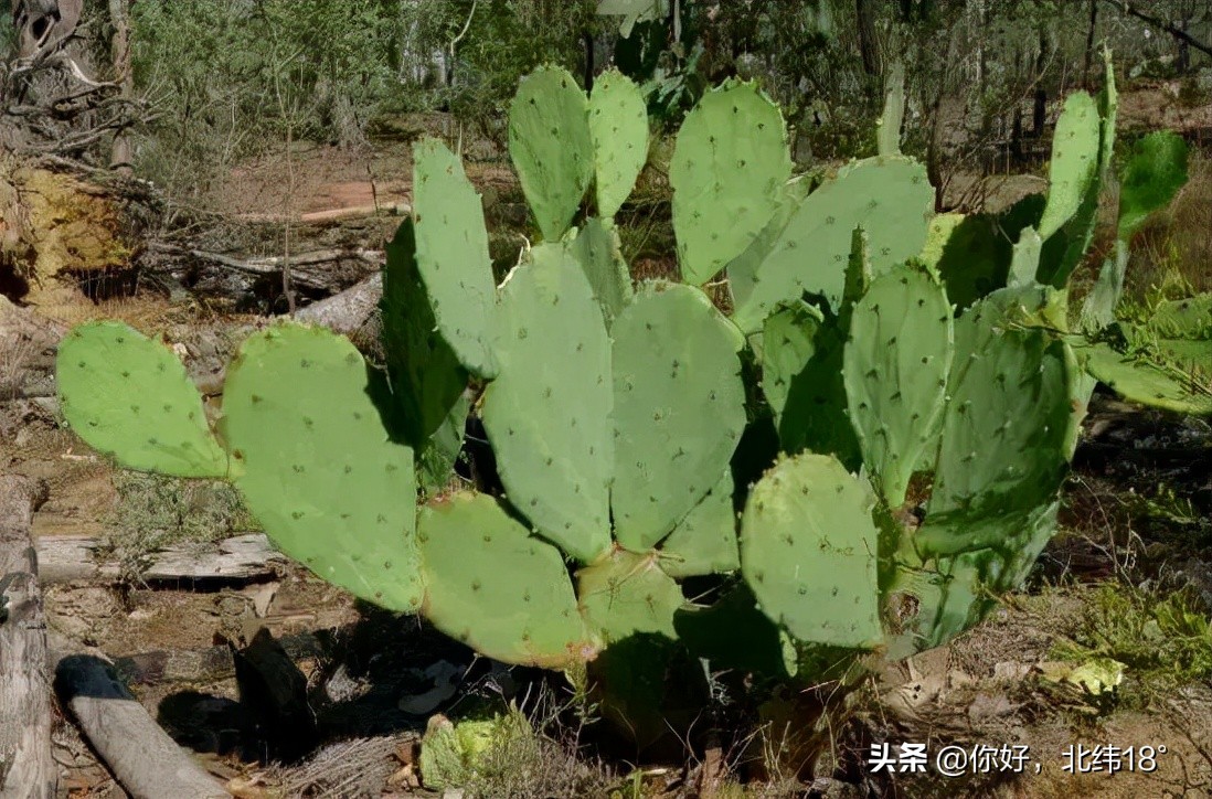吃仙人掌十大禁忌,吃仙人掌有什么好处