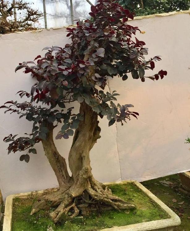 红花檵木的养护方法照片,常见与红花檵木搭配的绿色植物