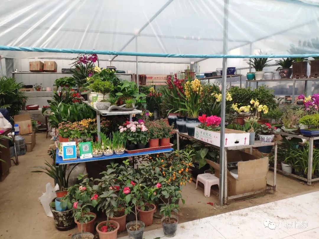 临颍花卉市场有玫瑰花么,临颍花卉市场几点开市