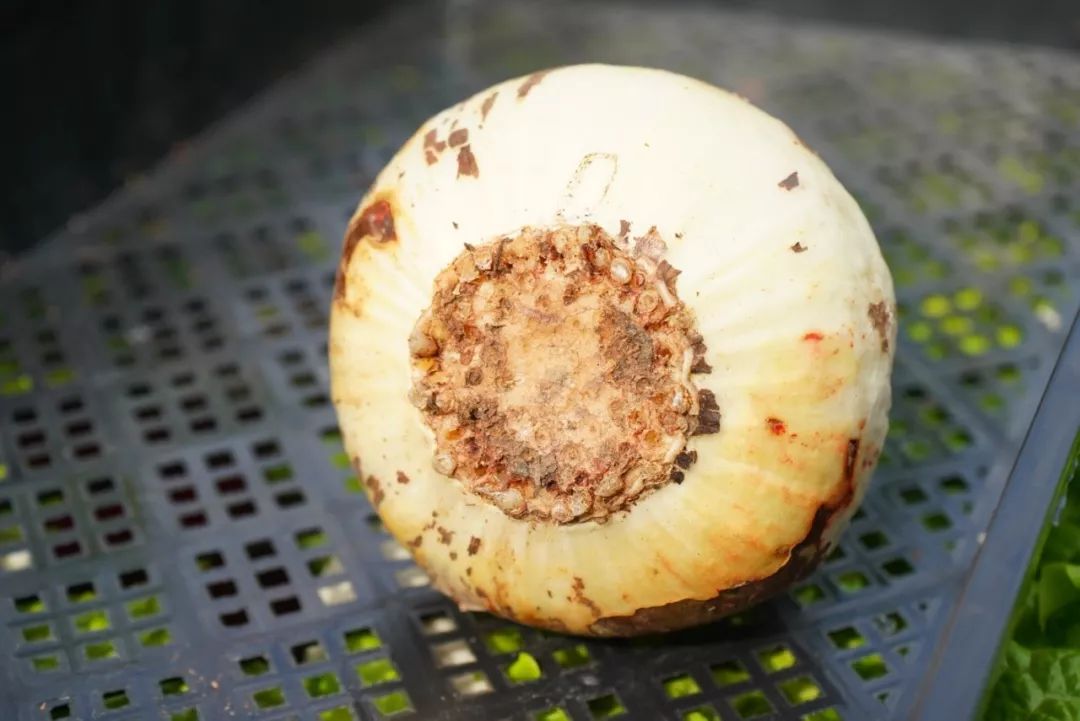 朱顶红为什么老是烂球,怎么才能让朱顶红不生小球