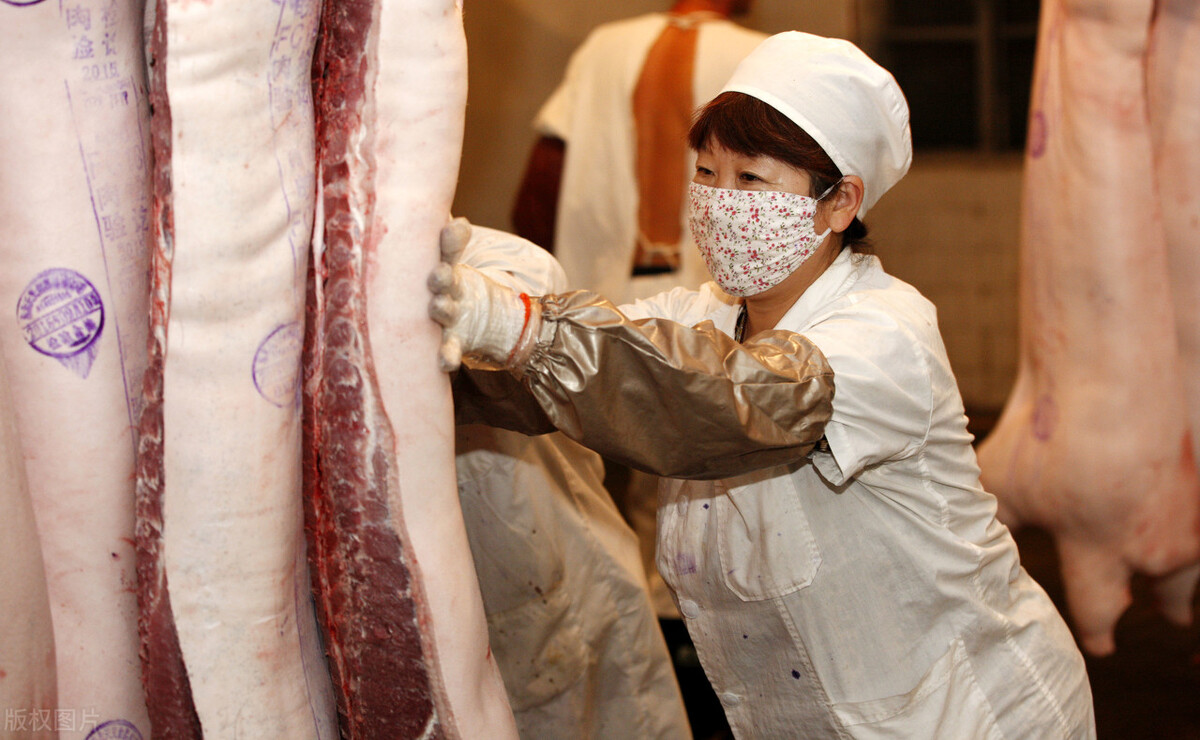 家畜疫病防治证,猪痘病的临床诊断和防治