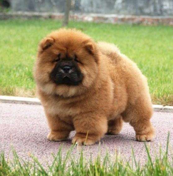 纯种松狮幼犬特征有哪些,如何挑选纯种松狮犬