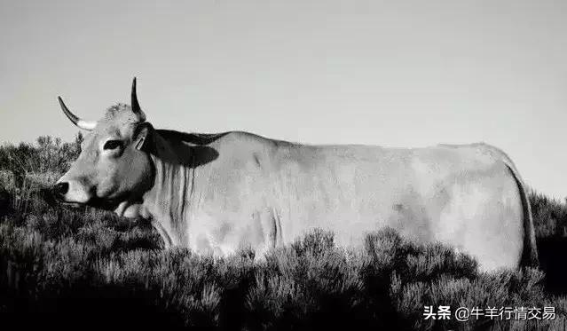 牛常见品种有哪些,牛的品种介绍及图片