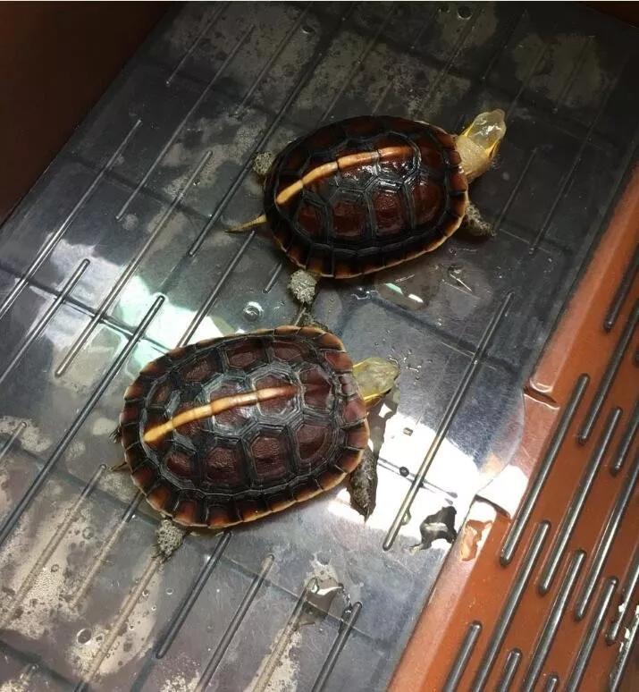 龟外伤能自动修复吗,龟龟经常应激会怎么样