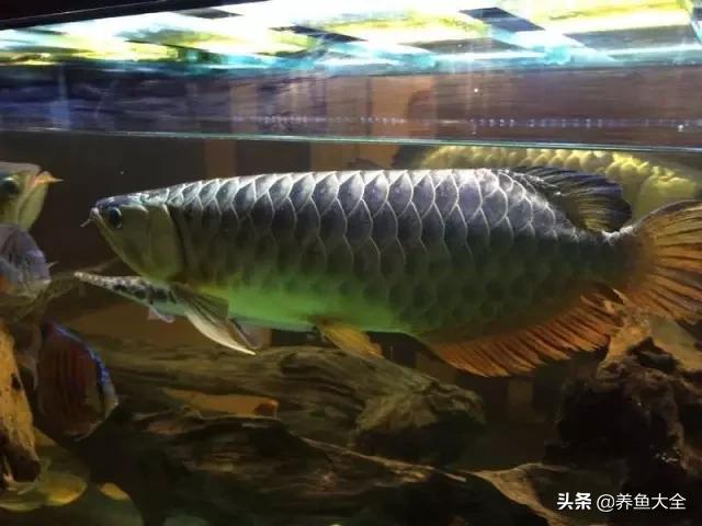 马来西亚养殖金龙鱼,养金龙鱼马来西亚