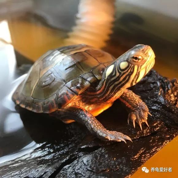 锦龟和巴西龟能杂交吗,锦龟白色环境好还是黑色环境好