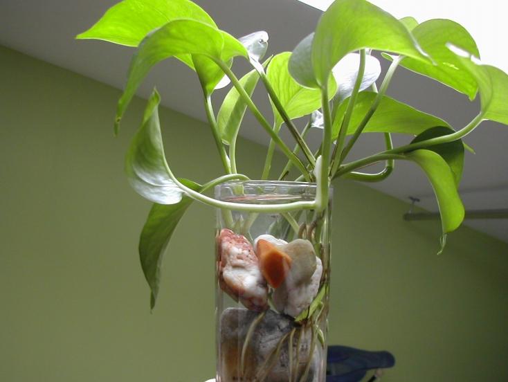 绿萝水培怎么才能更旺盛,水培绿萝用什么肥更旺盛