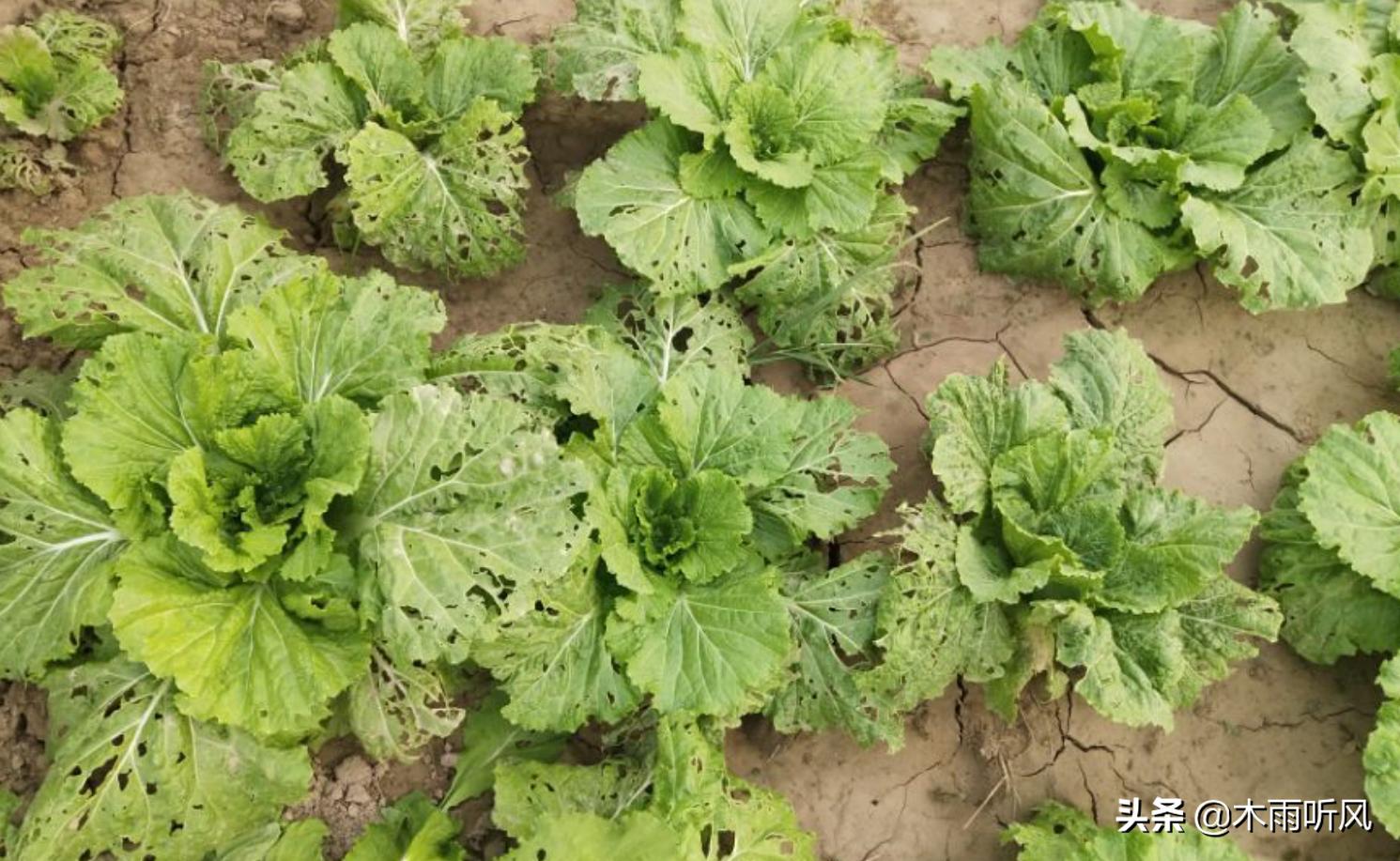 白菜上面有青虫,打什么药好?