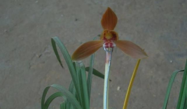 豆瓣兰养护方法,豆瓣兰深养还是浅养