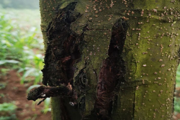 核桃树腐烂病有哪些,核桃树皮发黑烂掉打什么药