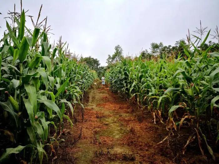 老段和老殷,老段和金段