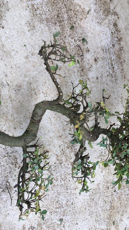 新手也能学会的修剪盆景技巧,枸杞盆景修剪技巧图解