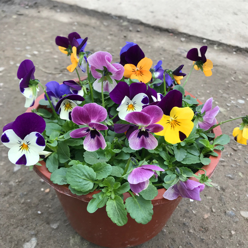 好养的盆栽花卉排名前十,盆栽花比较好养的有哪些