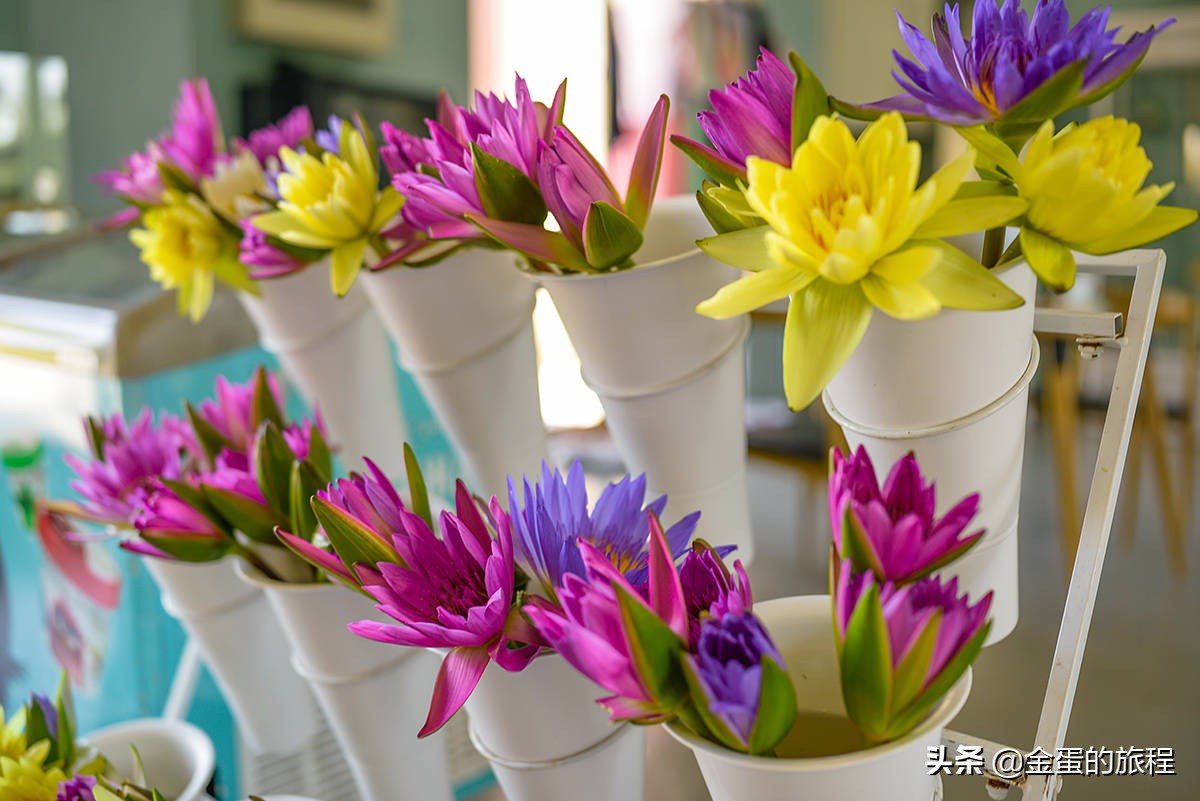 不出上海有哪些地方旅游,不出上海玩的景点排行榜