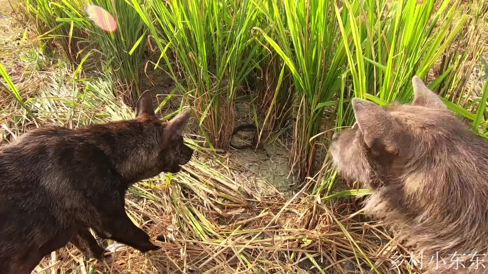 王锦蛇捕猎,王锦蛇捕食画面