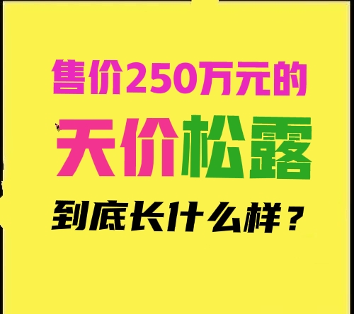 松露很贵,松露到底是为什么贵看完长见识了