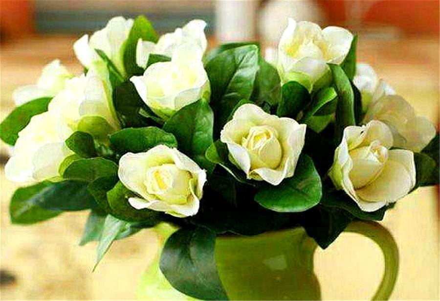 栀子花叶子发黄的原因与解决方法,栀子花叶子发黄什么原因