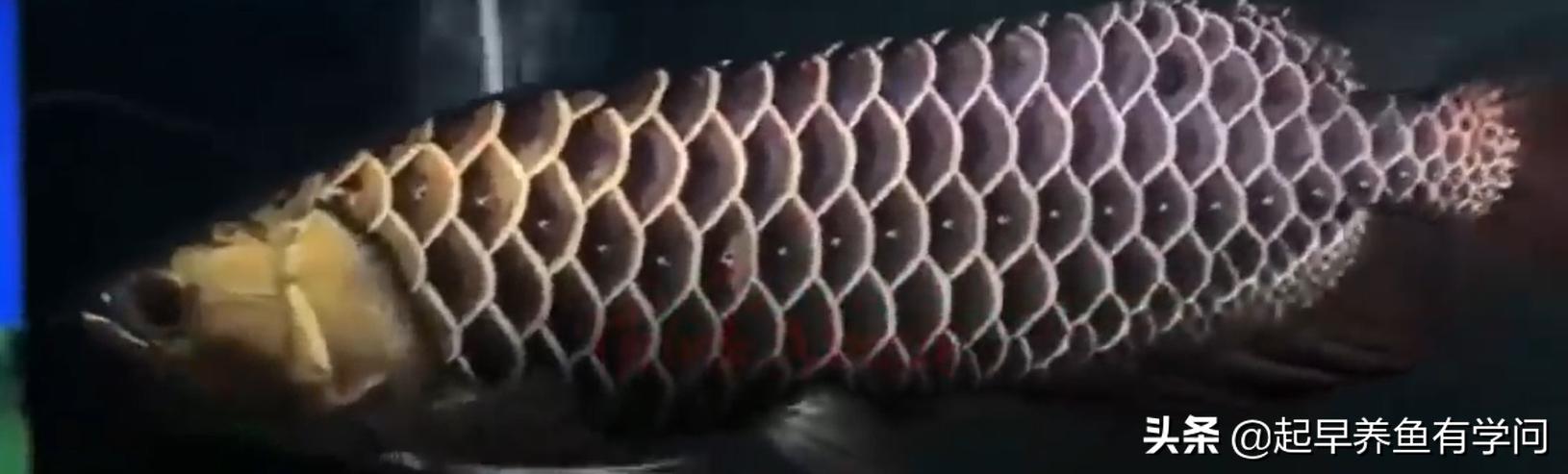 红龙养殖基本知识,红龙养殖十大误区