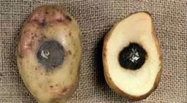 马铃薯这几种病害你都会认吗?认清了以后教你怎么治!(二)